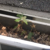 gutter-cleaning-by-hand